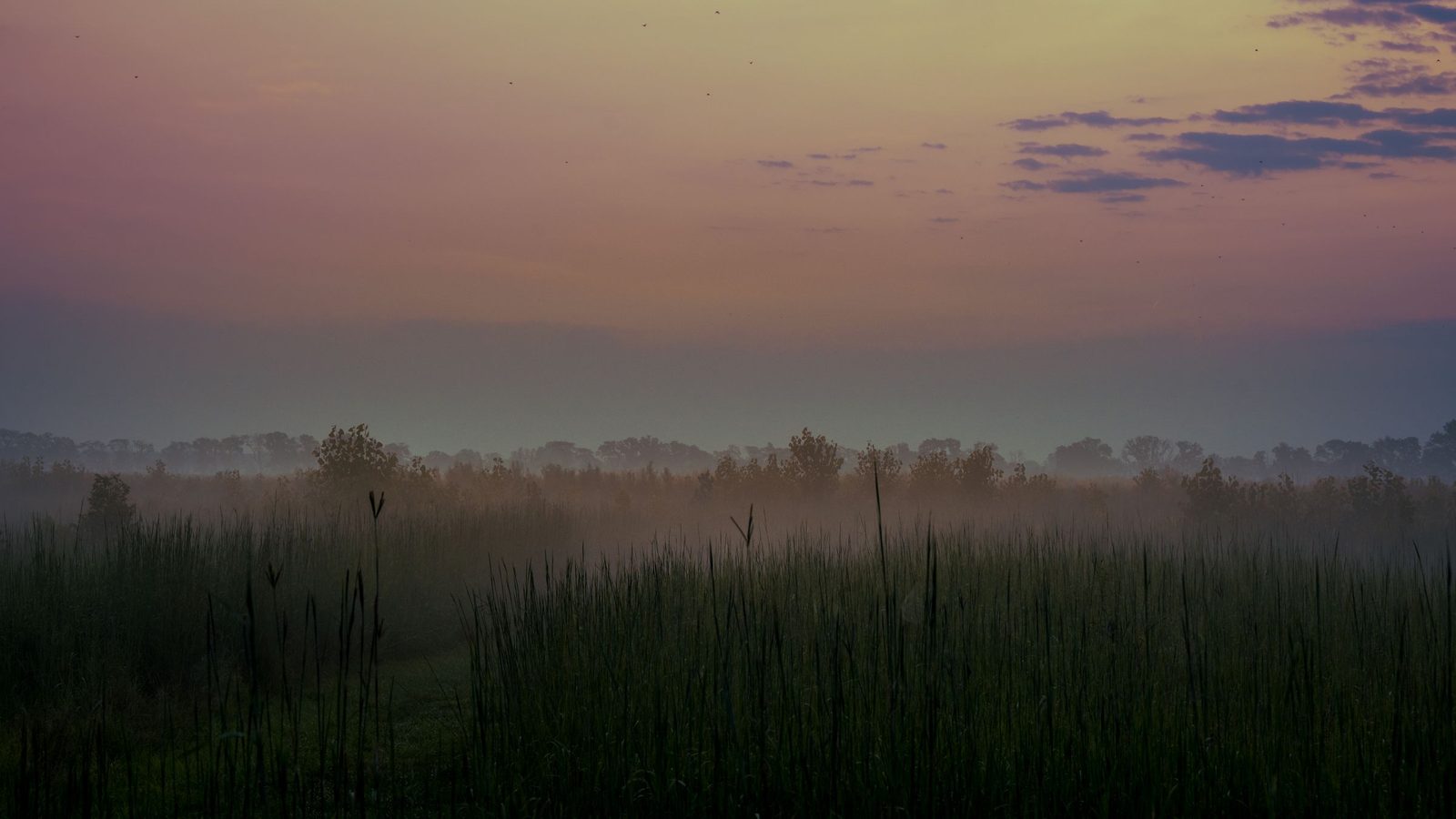A misty field at dawn with tall grass and trees silhouetted against a golden and pink sky