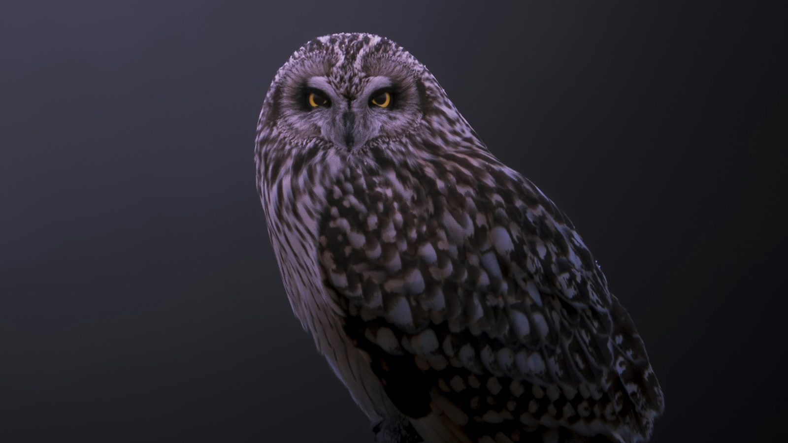 A short eared owl with piercing yellow eyes perched in near darkness